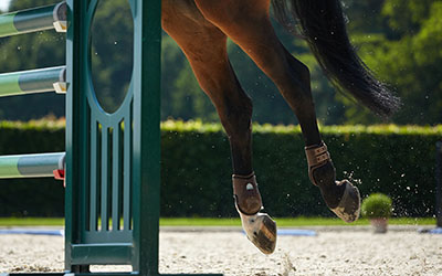 Carpe Diem Equestrian Team - Holland