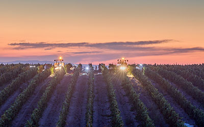 Kavaklıdere - cotes d Avanos vineyards in Cappadocia